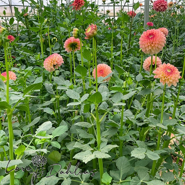 L.A.T.E Dahlia Tuber - Love Dahlias - south - africa - flower - bulbs