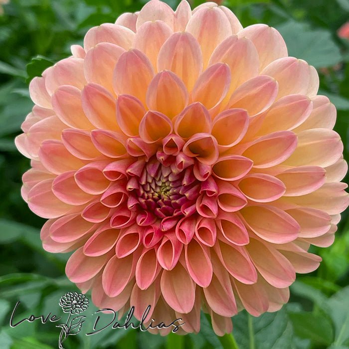 L.A.T.E Dahlia Tuber - Love Dahlias - south - africa - flower - bulbs