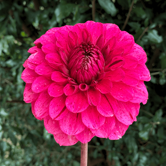 Laughing Lizzy Dahlia Tuber | South Africa - Love Dahlias - south - africa - flower - bulbs