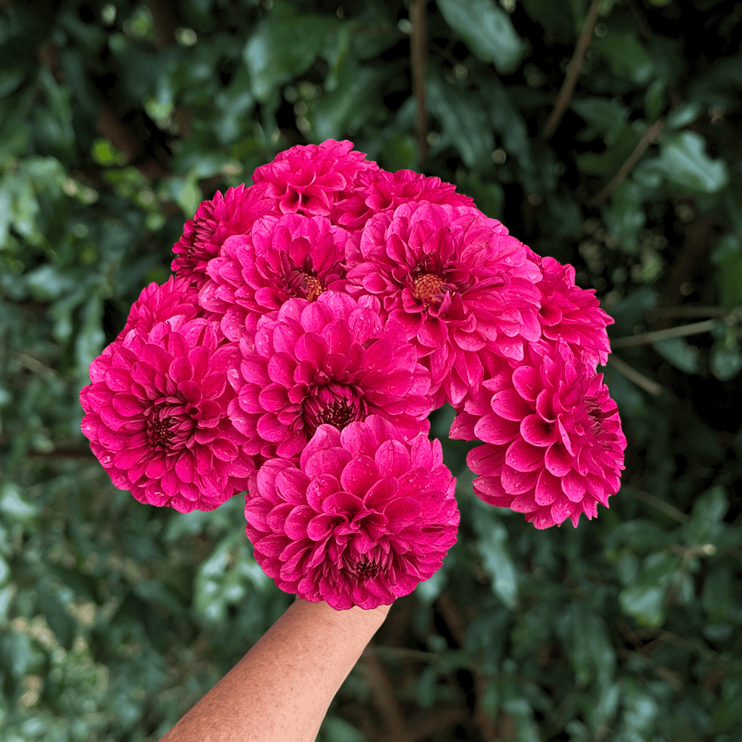 Laughing Lizzy Dahlia Tuber | South Africa - Love Dahlias - south - africa - flower - bulbs