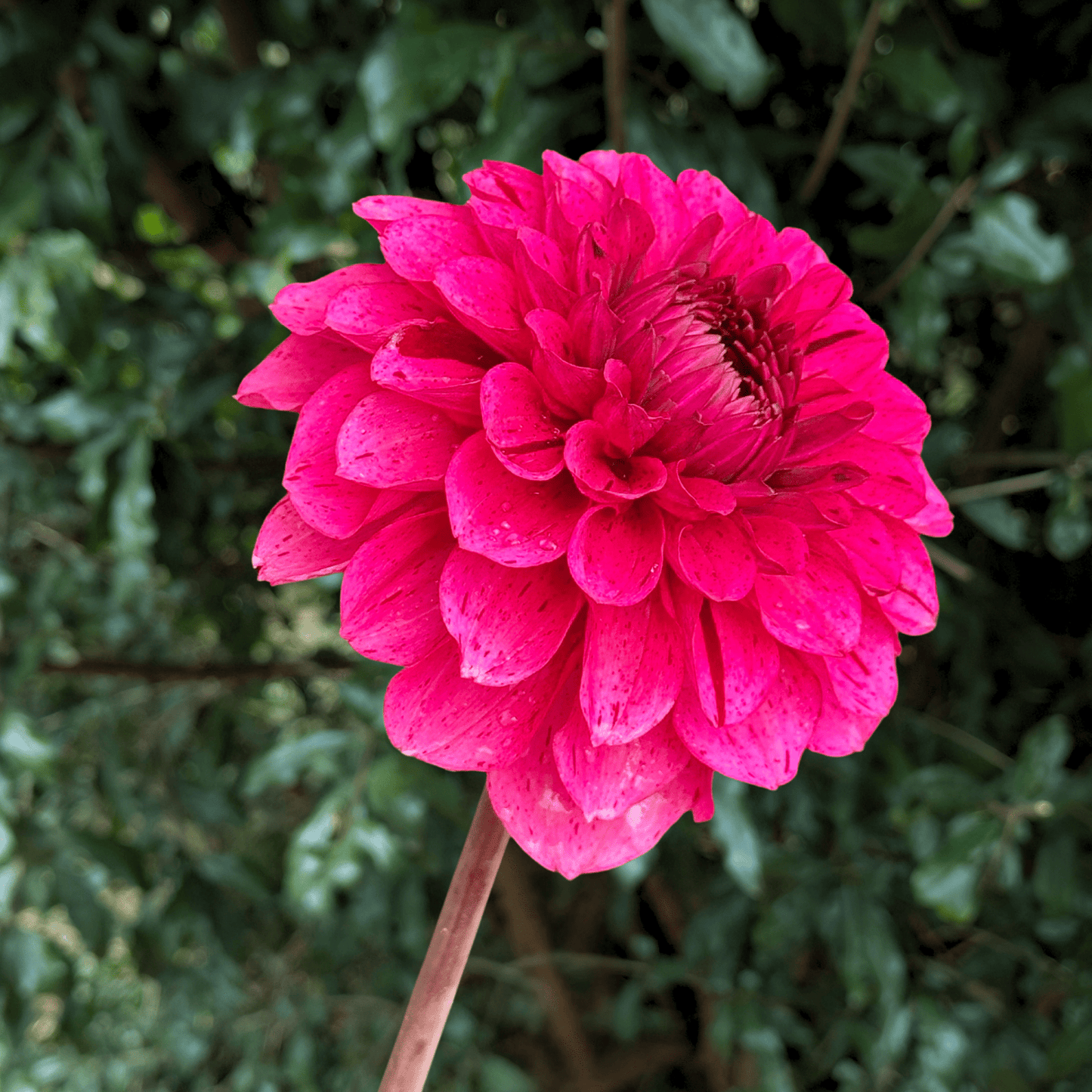 Laughing Lizzy Dahlia Tuber | South Africa - Love Dahlias - south - africa - flower - bulbs