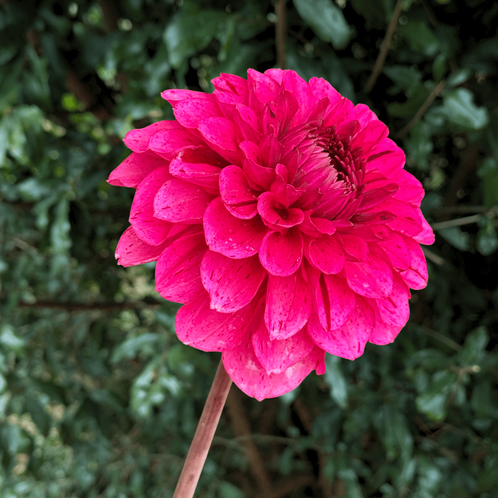 Laughing Lizzy Dahlia Tuber | South Africa - Love Dahlias - south - africa - flower - bulbs
