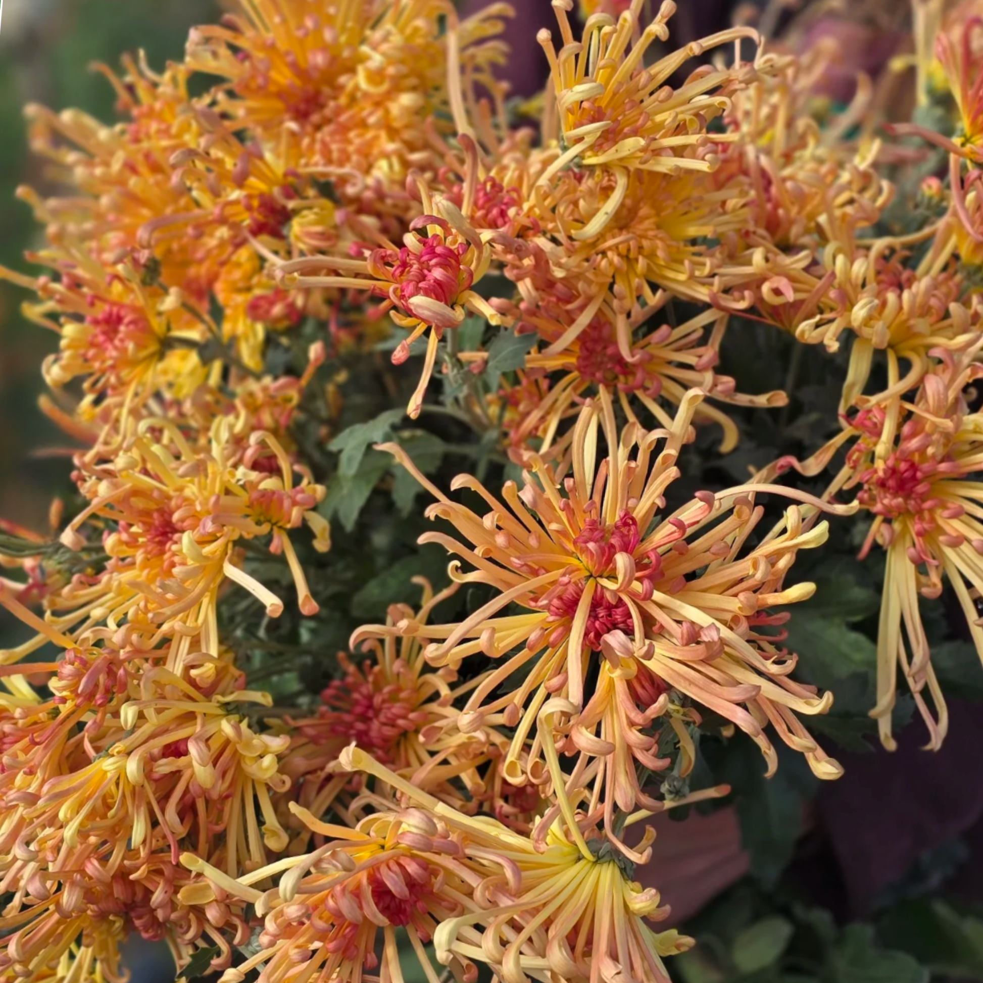 Lava Heirloom Chrysanthemum (Available 2028) - Love Dahlias-south-africa-flower-bulbs