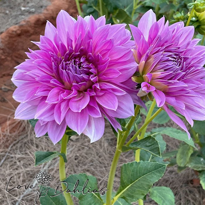 Lavender Perfection Dahlia Tuber - Love Dahlias - south - africa - flower - bulbs