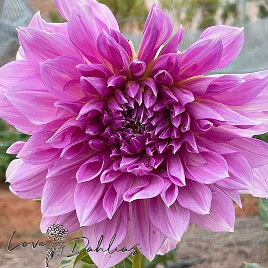 Lavender Perfection Dahlia Tuber - Love Dahlias - south - africa - flower - bulbs