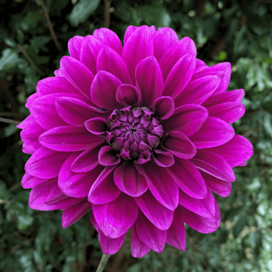 Le Baron Dahlia Tuber | South Africa - Love Dahlias - south - africa - flower - bulbs