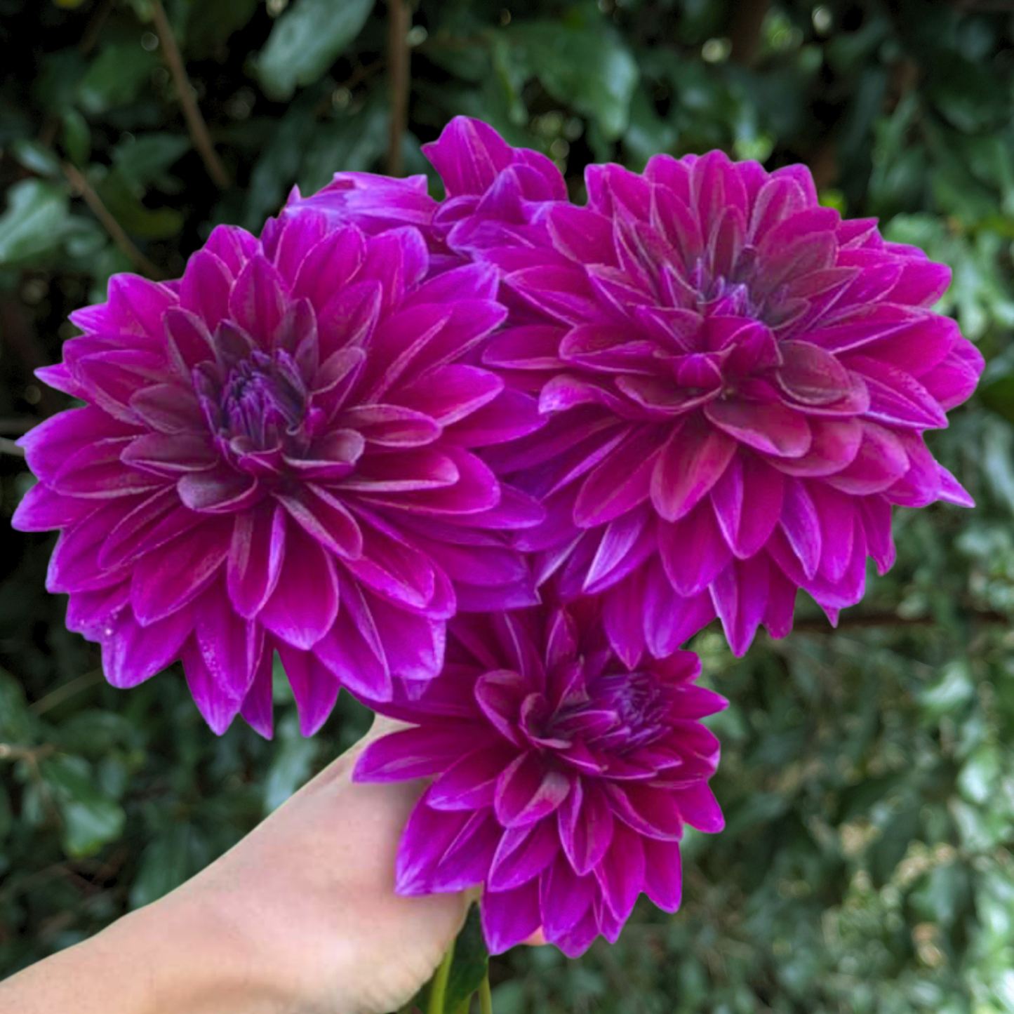 Le Baron Dahlia Tuber | South Africa - Love Dahlias - south - africa - flower - bulbs