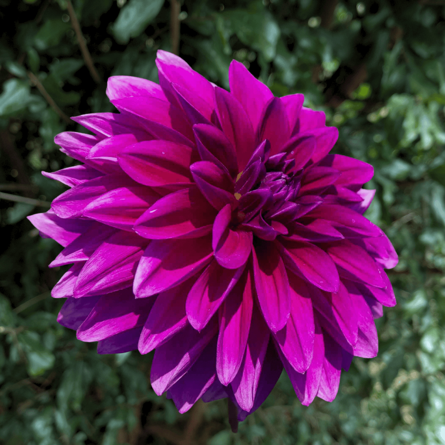 Le Baron Dahlia Tuber | South Africa - Love Dahlias - south - africa - flower - bulbs