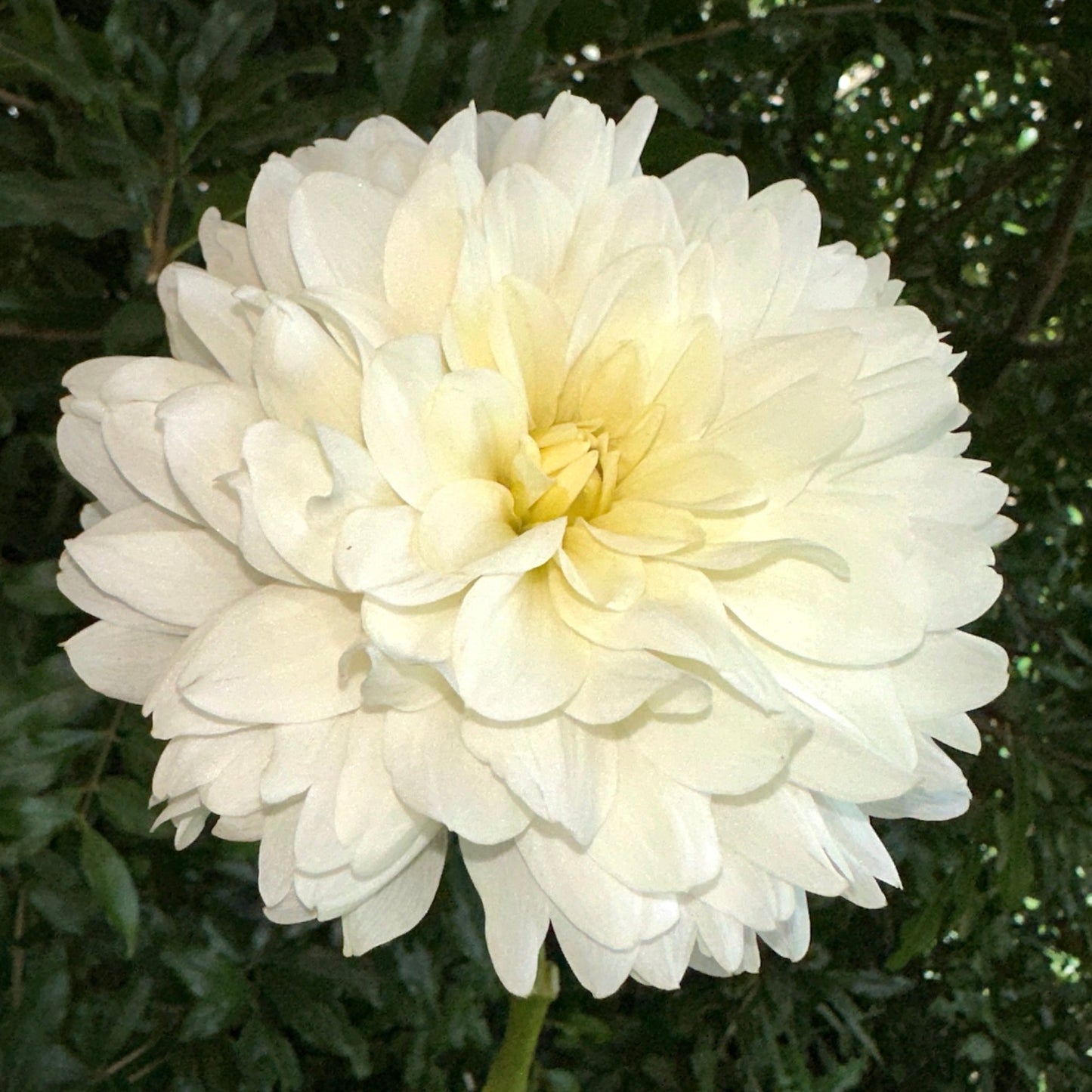 Le Castel Dahlia Tuber - Love Dahlias - south - africa - flower - bulbs