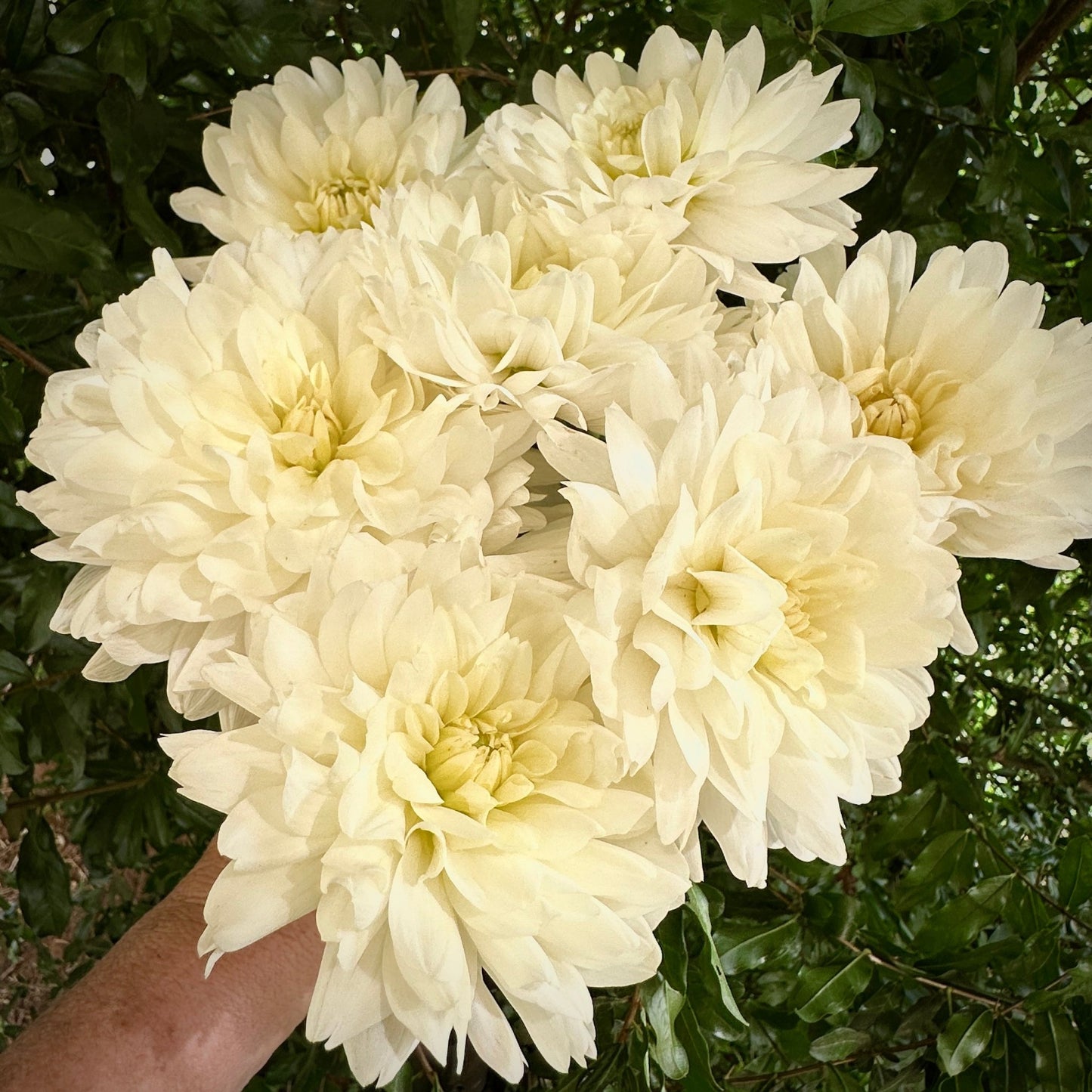 Le Castel Dahlia Tuber - Love Dahlias - south - africa - flower - bulbs