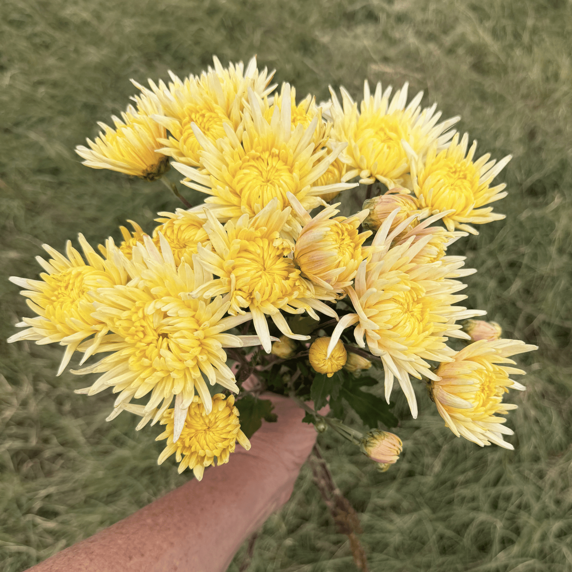 Lemon Cream Heirloom Chrysanthemum | South Africa - Love Dahlias - south - africa - flower - bulbs