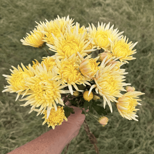 Lemon Cream Heirloom Chrysanthemum | South Africa - Love Dahlias - south - africa - flower - bulbs