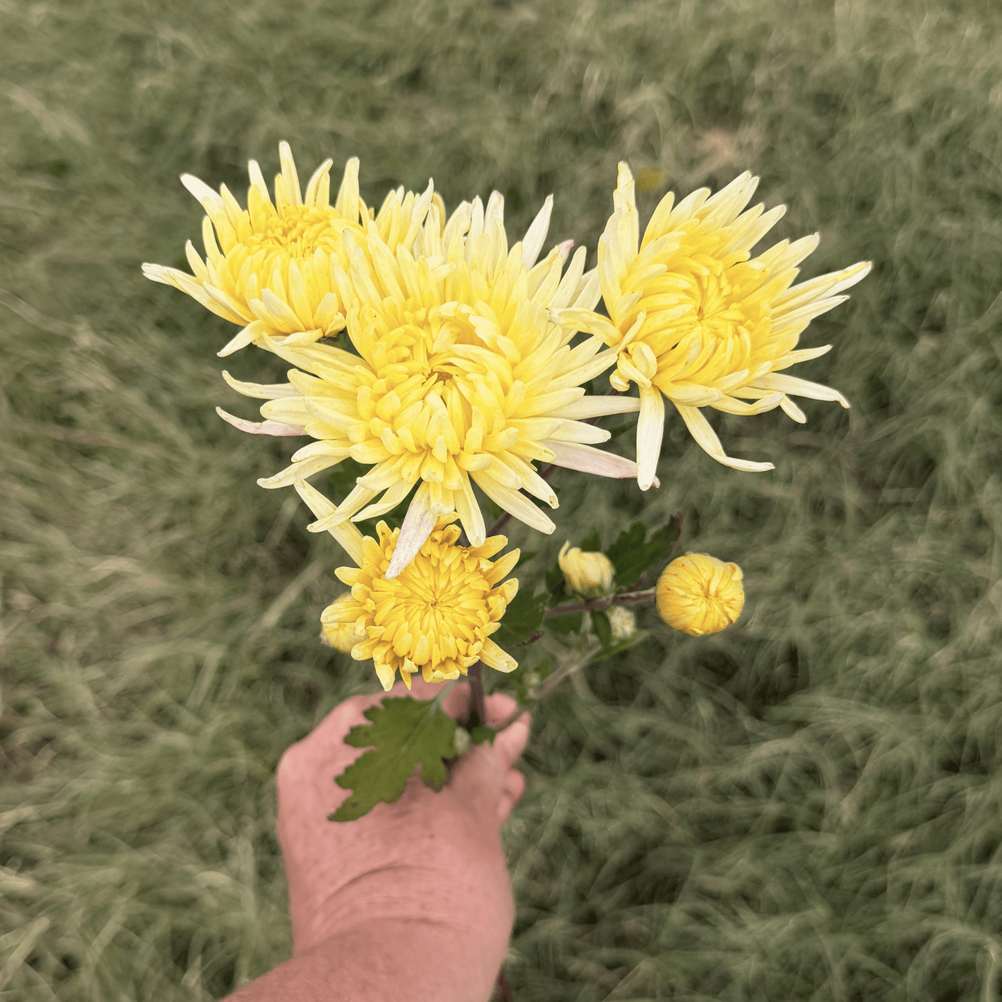 Lemon Cream Heirloom Chrysanthemum | South Africa - Love Dahlias - south - africa - flower - bulbs