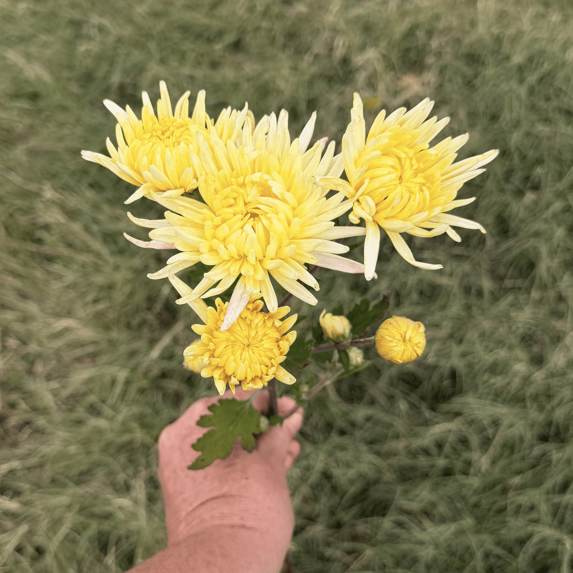 Lemon Cream Heirloom Chrysanthemum | South Africa - Love Dahlias - south - africa - flower - bulbs