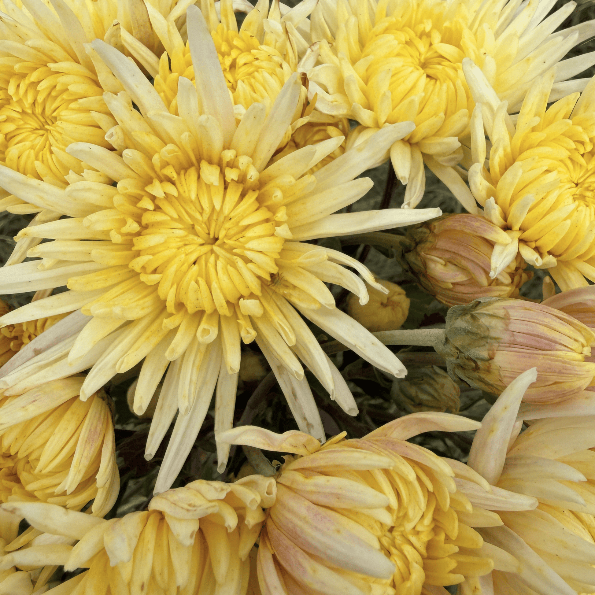Lemon Cream Heirloom Chrysanthemum | South Africa - Love Dahlias - south - africa - flower - bulbs