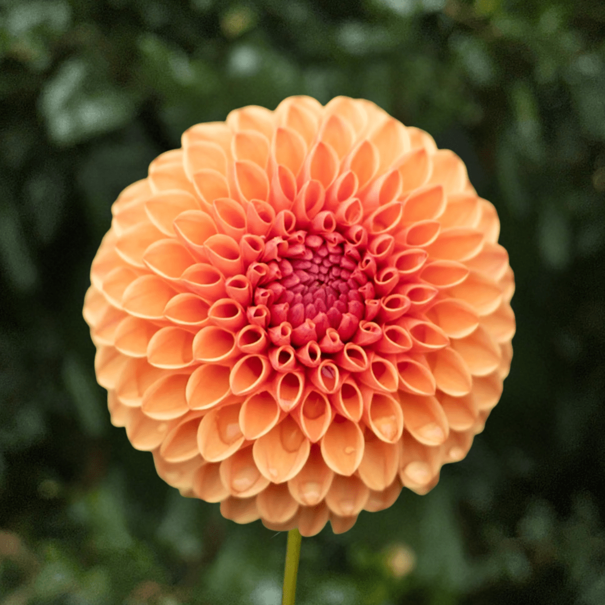 Levi's Fiery Plum Dahlia Tuber | South Africa - Love Dahlias-south-africa-flower-bulbs