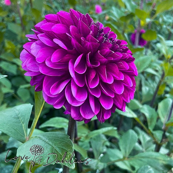Lilac Bull Dahlia Tuber - Love Dahlias - south - africa - flower - bulbs