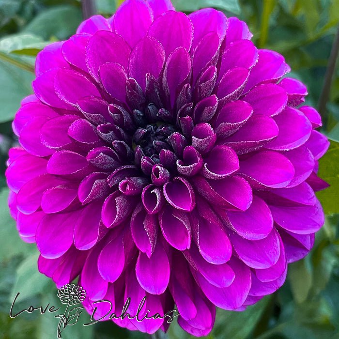 Lilac Bull Dahlia Tuber - Love Dahlias - south - africa - flower - bulbs