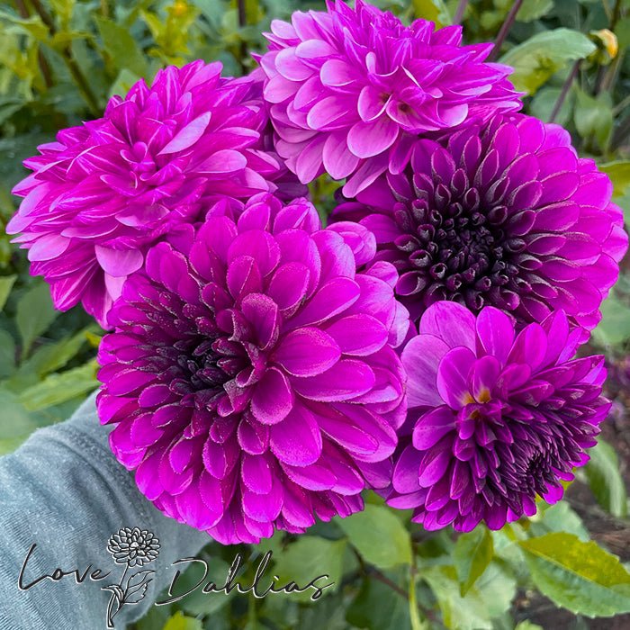Lilac Bull Dahlia Tuber - Love Dahlias - south - africa - flower - bulbs