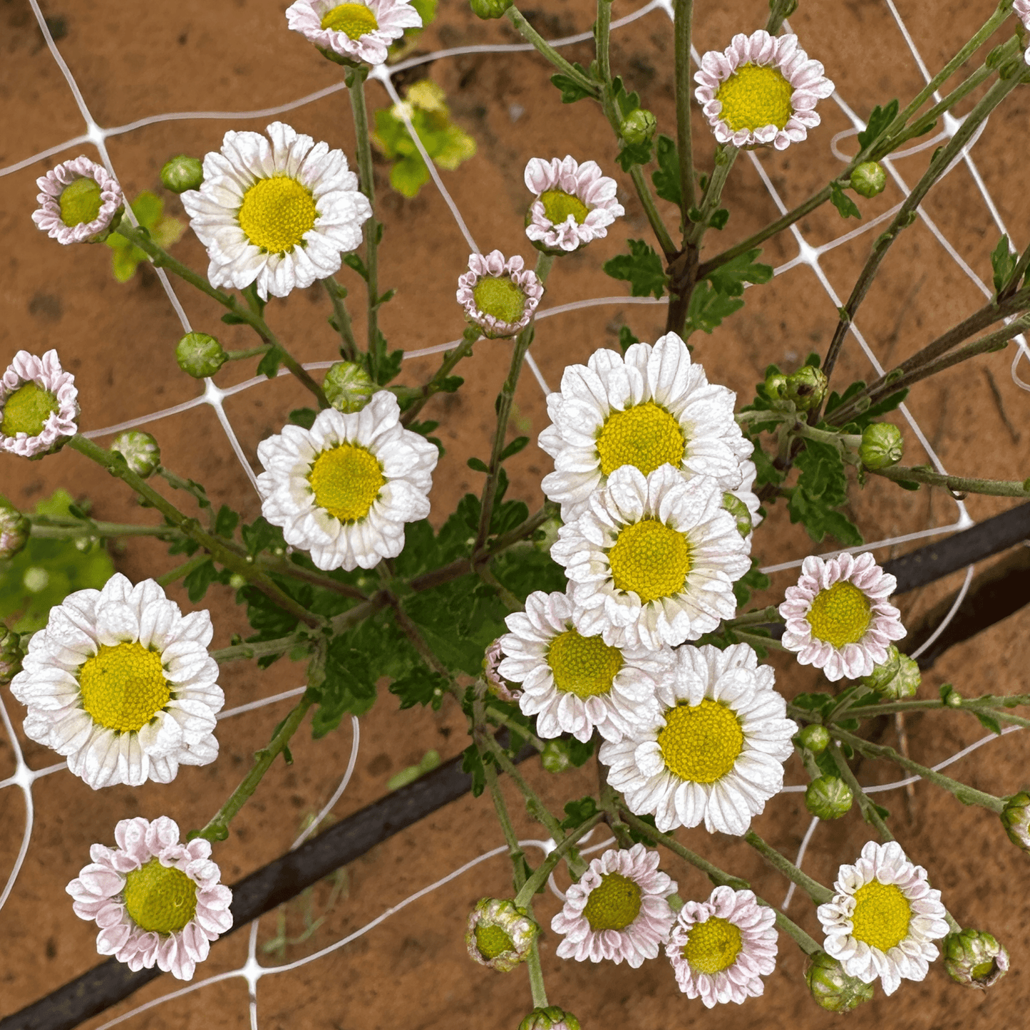 Lilac Confetti Heirloom Chrysanthemum | South Africa - Love Dahlias - south - africa - flower - bulbs