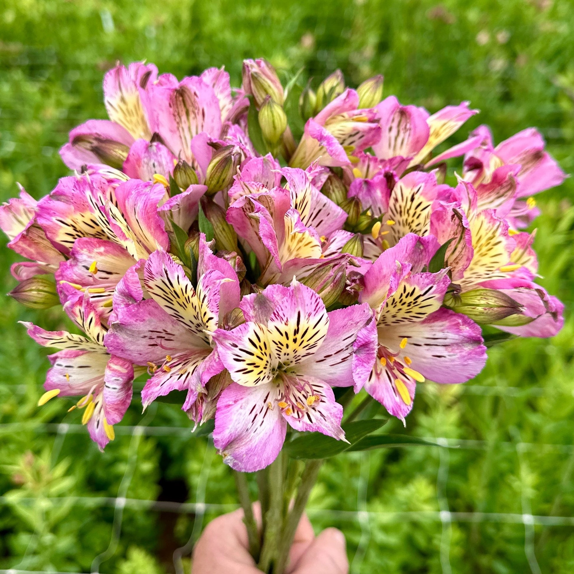 Lilac Cream Alstroemeria Plant (Inca Lily) - Love Dahlias - south - africa - flower - bulbs