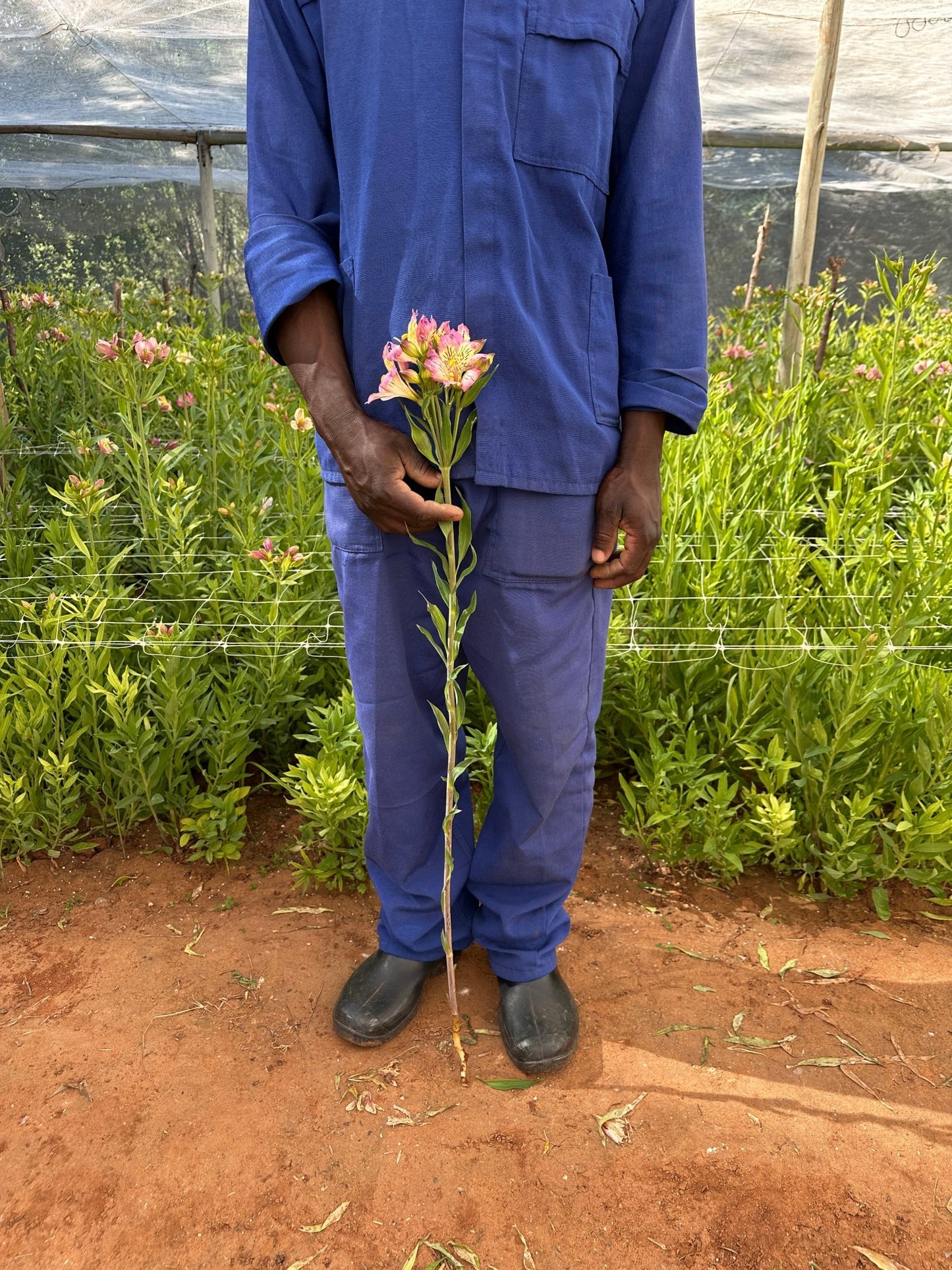 Lilac Cream Alstroemeria Plant (Inca Lily) - Love Dahlias - south - africa - flower - bulbs