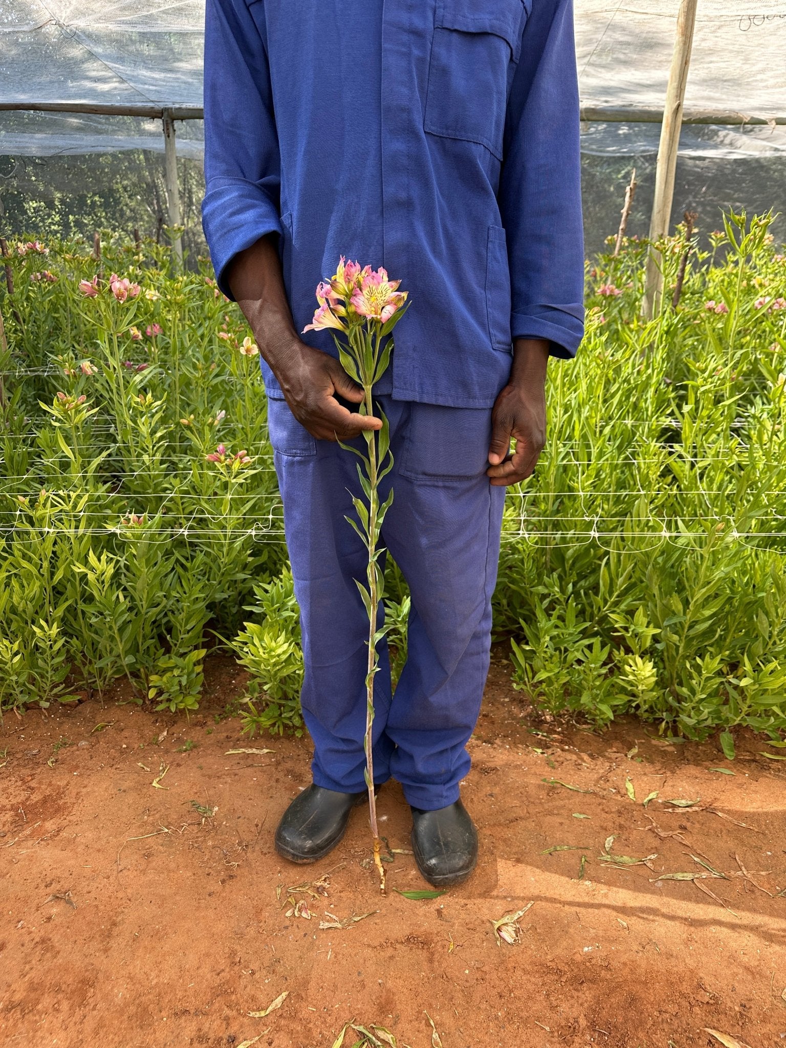 Lilac Cream Alstroemeria Plant (Inca Lily) - Love Dahlias - south - africa - flower - bulbs