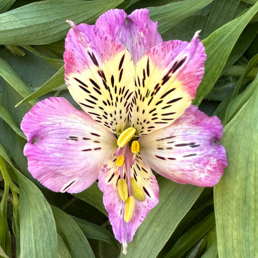 Lilac Cream Alstroemeria Plant (Inca Lily) - Love Dahlias - south - africa - flower - bulbs
