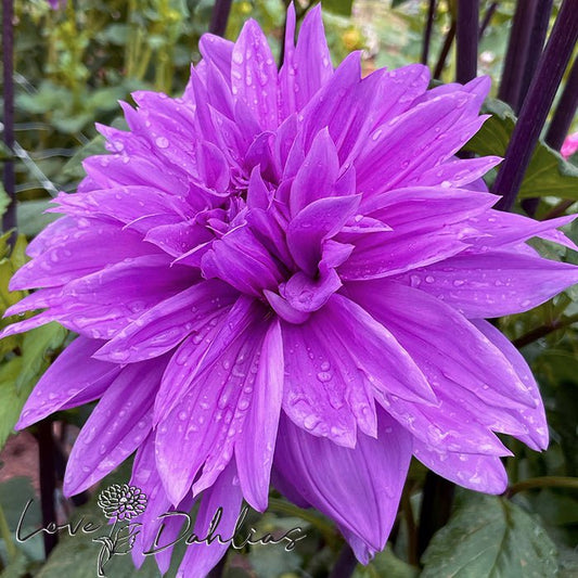 Lilac Time Dahlia Tuber - Love Dahlias - south - africa - flower - bulbs