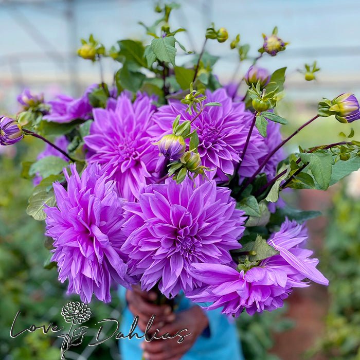 Lilac Time Dahlia Tuber - Love Dahlias - south - africa - flower - bulbs