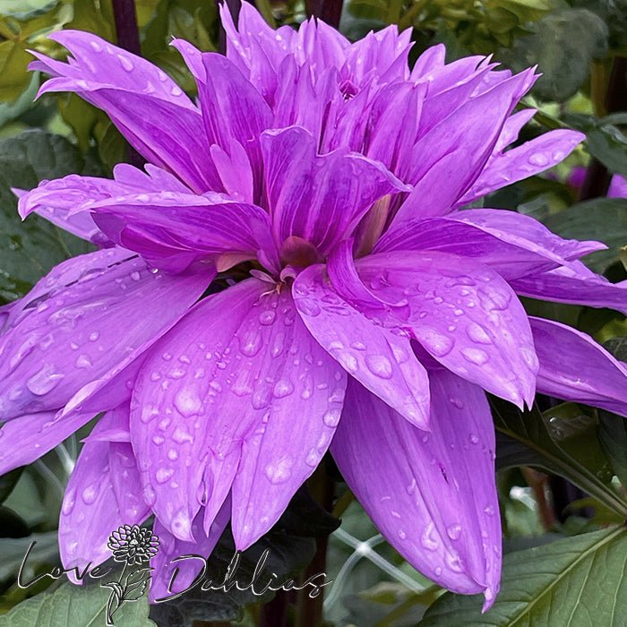 Lilac Time Dahlia Tuber - Love Dahlias - south - africa - flower - bulbs