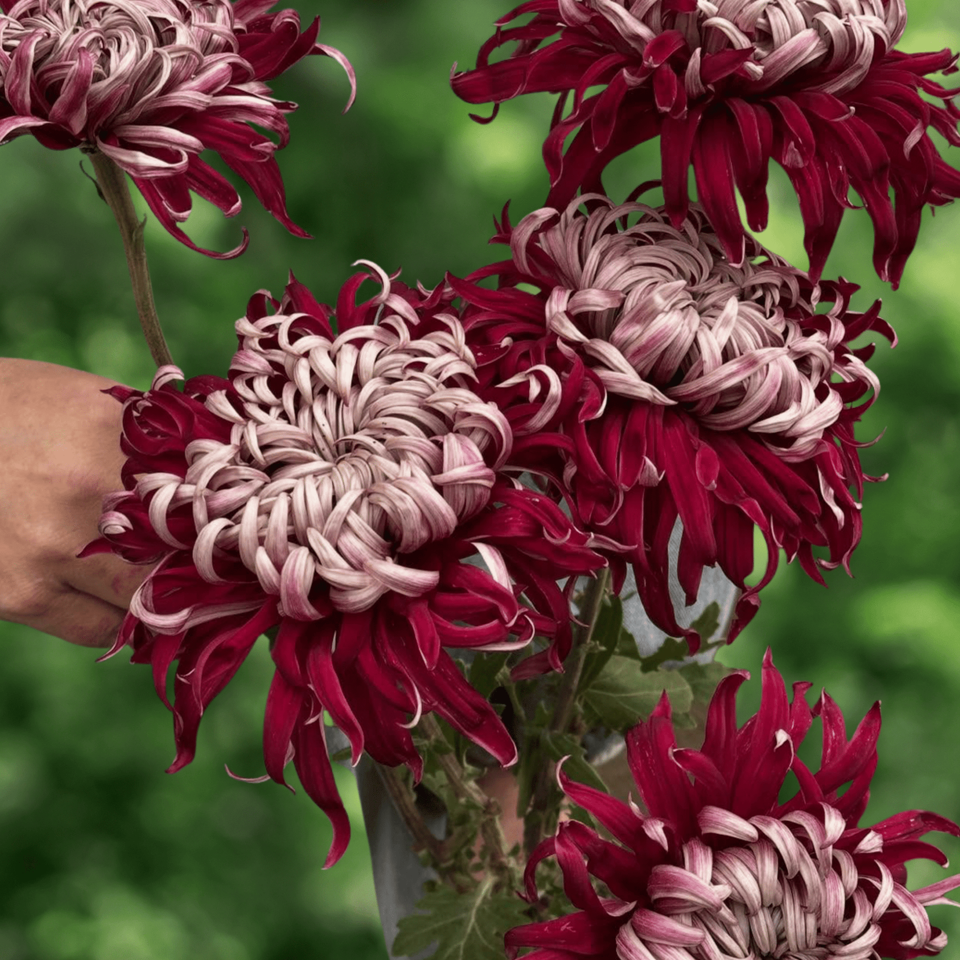 Lili Gallon Heirloom Chrysanthemum (Available 2028) - Love Dahlias-south-africa-flower-bulbs