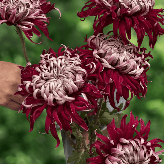 Lili Gallon Heirloom Chrysanthemum (Available 2028) - Love Dahlias-south-africa-flower-bulbs
