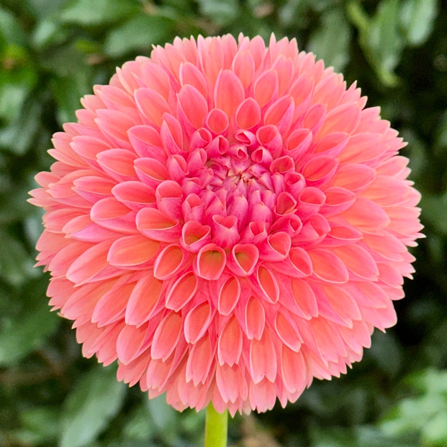 Linda's Baby Dahlia Tuber - Love Dahlias - south - africa - flower - bulbs