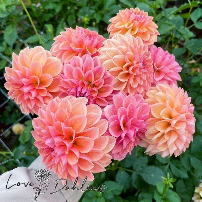 Linda's Baby Dahlia Tuber - Love Dahlias - south - africa - flower - bulbs
