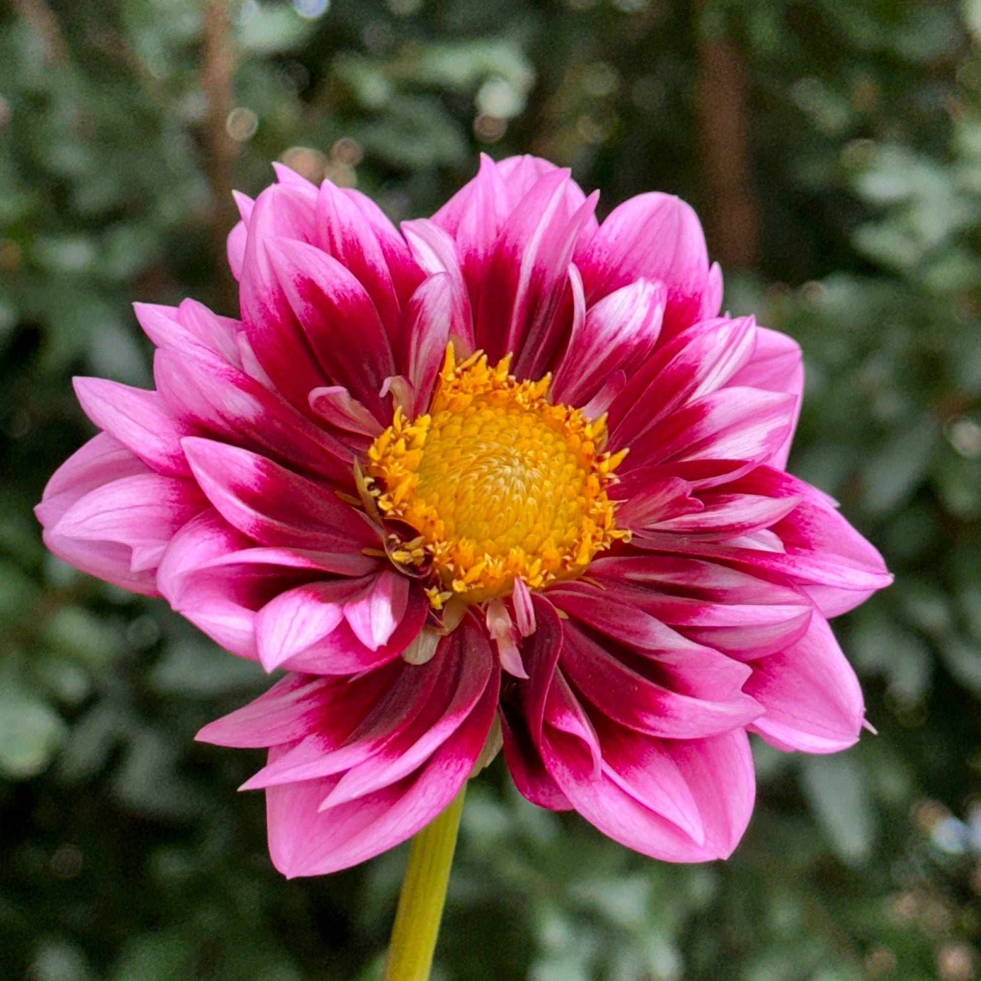 Liquid Desire Dahlia Tuber - Love Dahlias - south - africa - flower - bulbs