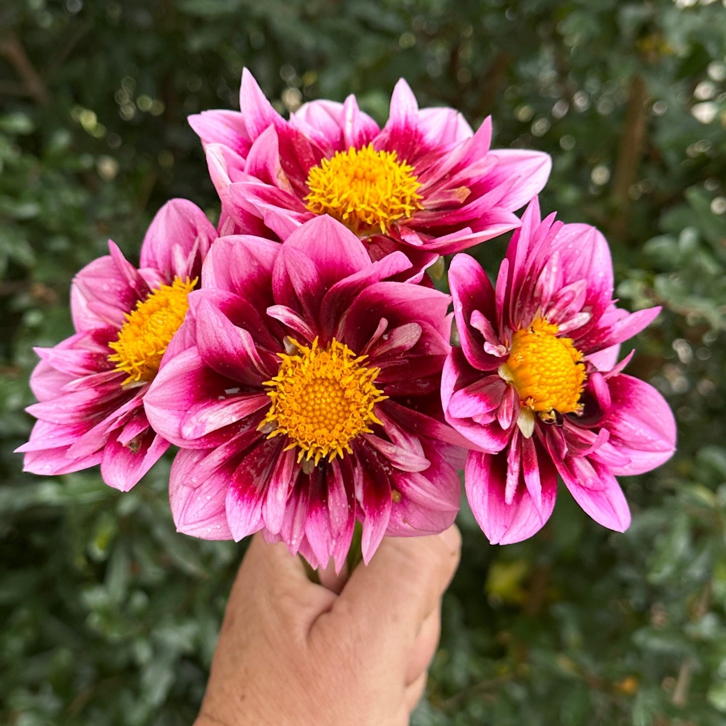 Liquid Desire Dahlia Tuber - Love Dahlias - south - africa - flower - bulbs