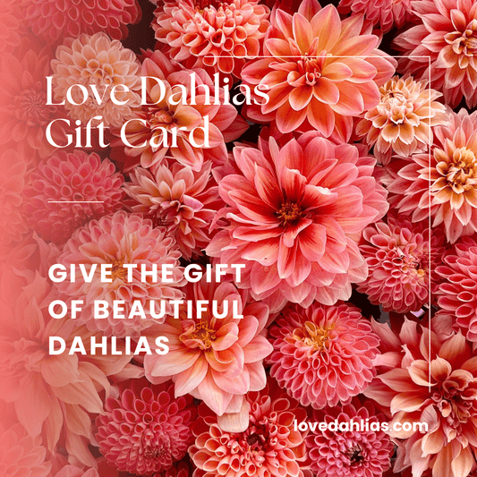 Love Dahlias Gift Card - Love Dahlias - south - africa - flower - bulbs