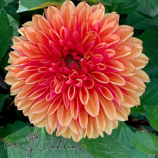 Love of my Life Dahlia Tuber - Love Dahlias - south - africa - flower - bulbs