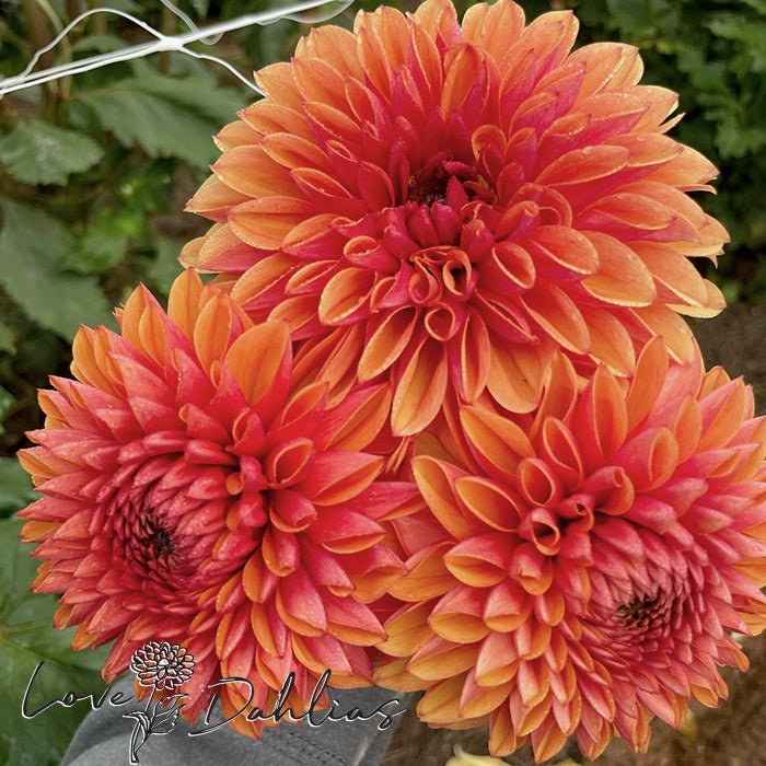 Love of my Life Dahlia Tuber - Love Dahlias - south - africa - flower - bulbs