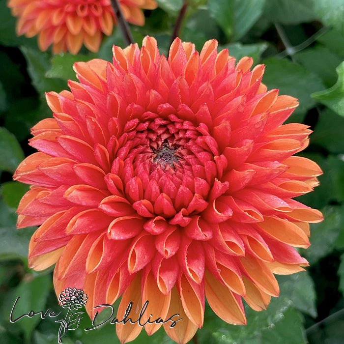 Love of my Life Dahlia Tuber - Love Dahlias - south - africa - flower - bulbs