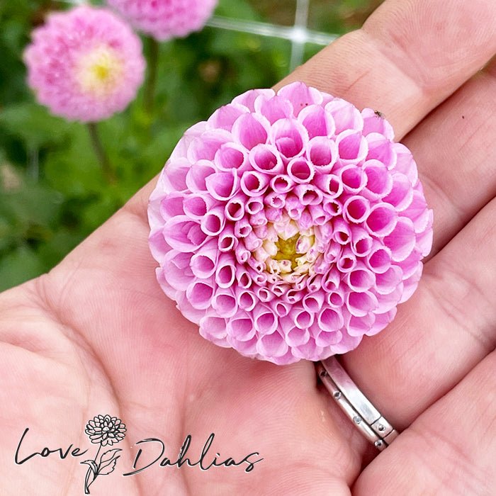 Maaike Dahlia Tuber - Love Dahlias - south - africa - flower - bulbs