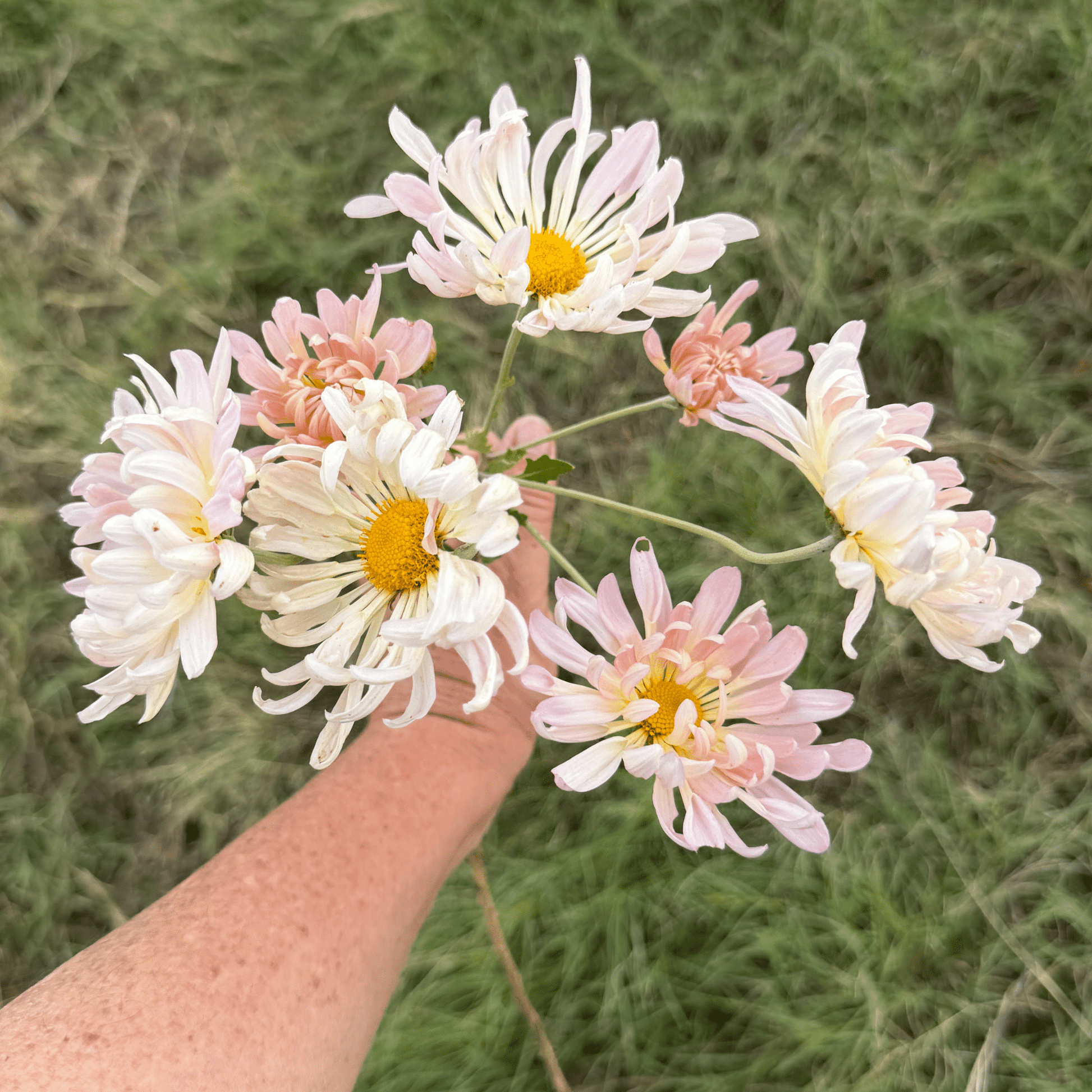 Mae Sot Heirloom Chrysanthemum | South Africa - Love Dahlias - south - africa - flower - bulbs