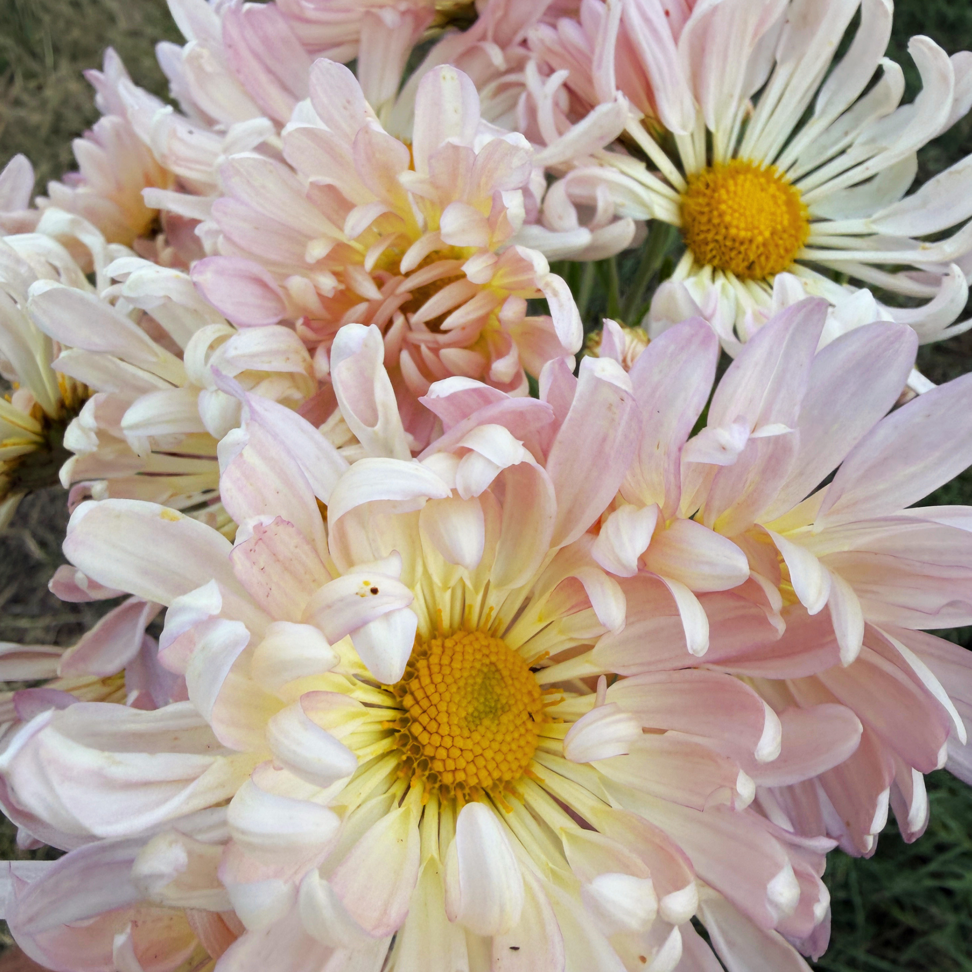 Mae Sot Heirloom Chrysanthemum | South Africa - Love Dahlias - south - africa - flower - bulbs
