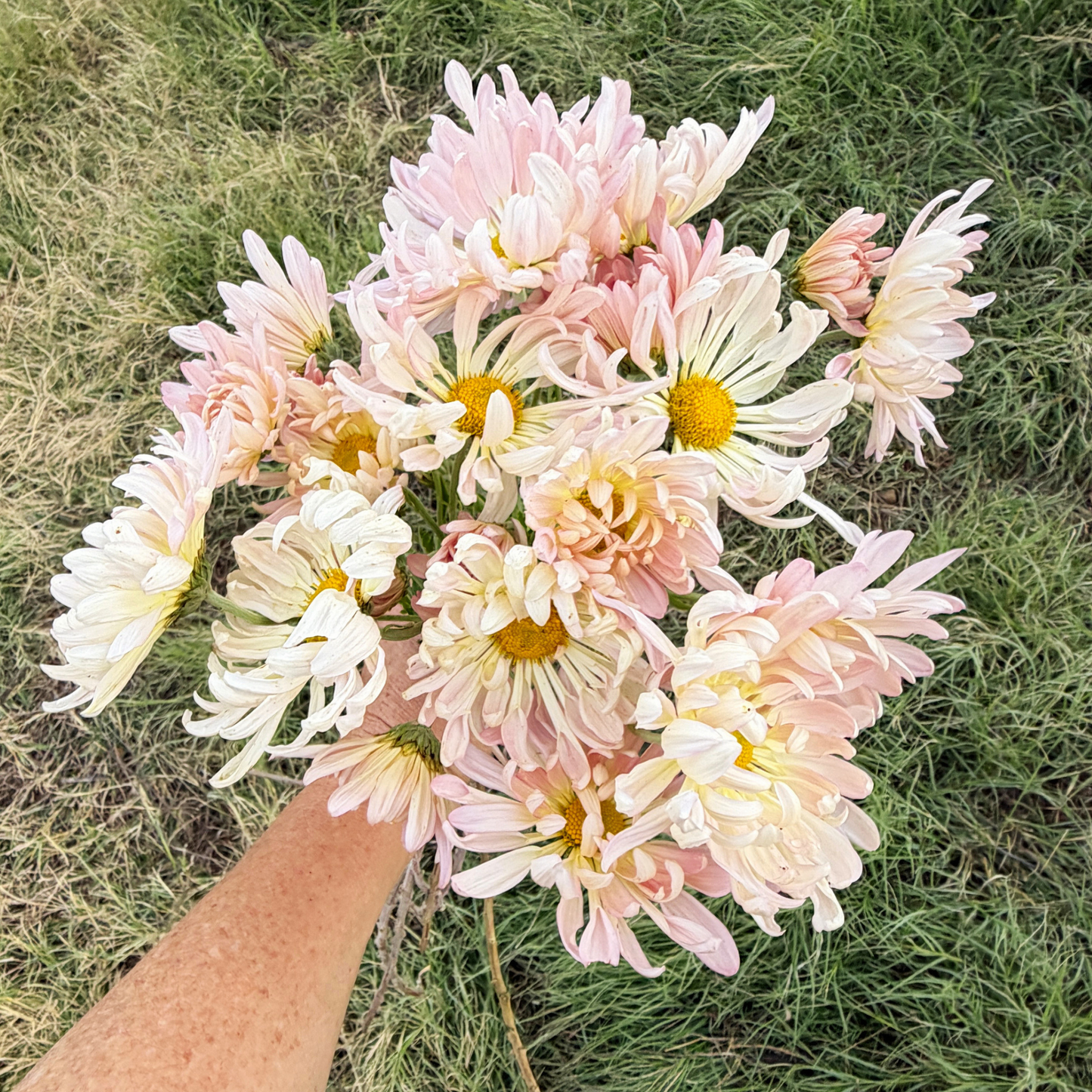 Mae Sot Heirloom Chrysanthemum | South Africa - Love Dahlias - south - africa - flower - bulbs