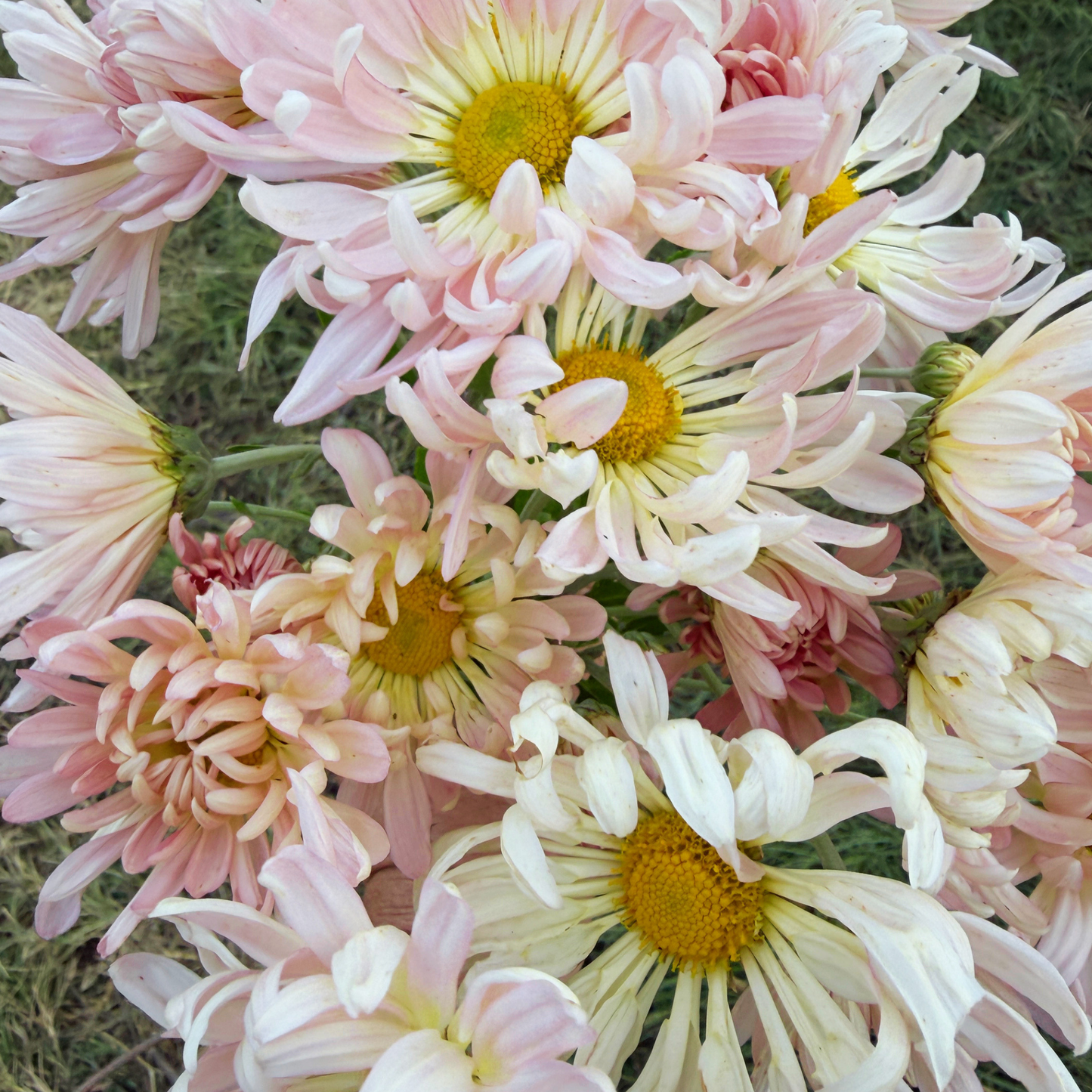 Mae Sot Heirloom Chrysanthemum | South Africa - Love Dahlias - south - africa - flower - bulbs