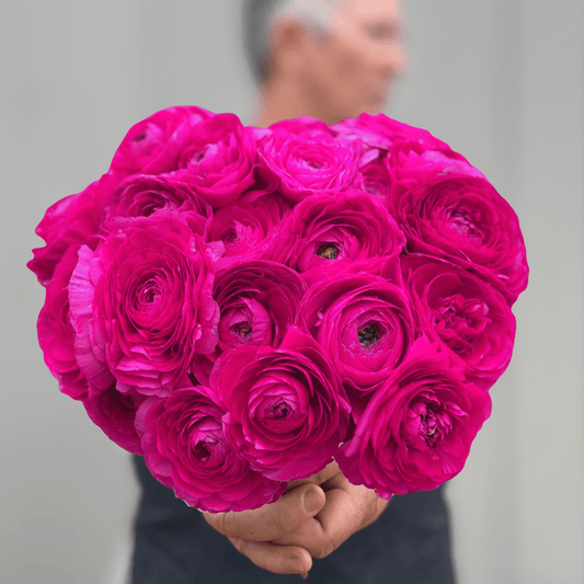Magenta Elegantly Double Ranunculus Corms - 10 Corms - Love Dahlias-#south#-#africa#-#flower#-#bulbs#