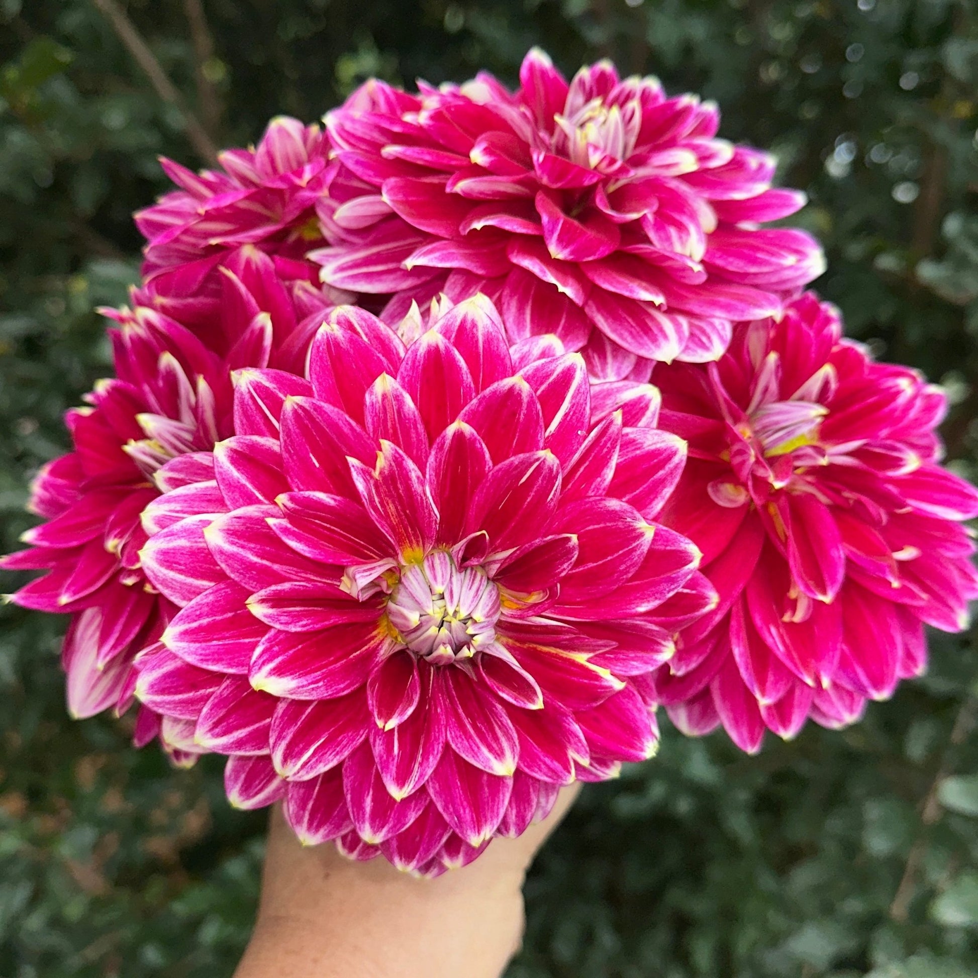 Maldini Dahlia (Limit 1 p.p) - Love Dahlias - south - africa - flower - bulbs