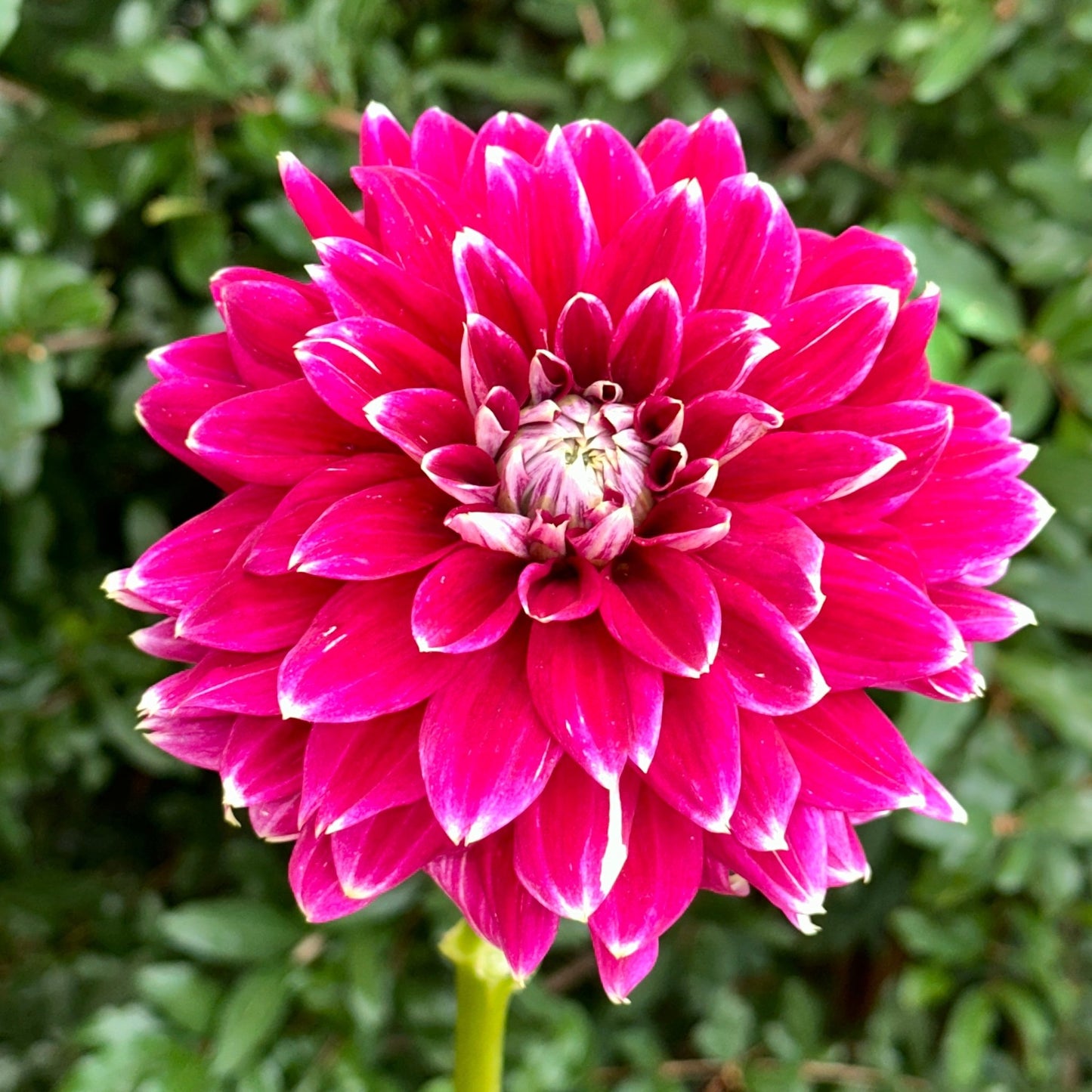 Maldini Dahlia (Limit 1 p.p) - Love Dahlias - south - africa - flower - bulbs