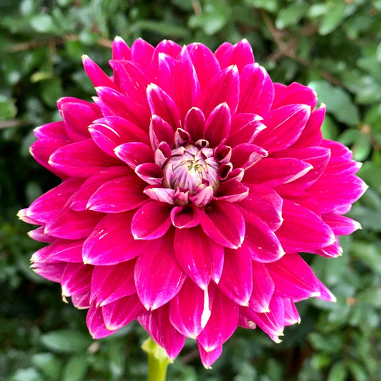 Maldini Dahlia (Limit 1 p.p) - Love Dahlias - south - africa - flower - bulbs
